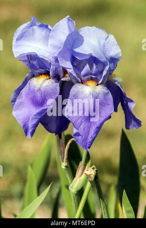 Grande fleur d'iris barbu Iris 'Blue Zenith', grande fleur d'iris barbu bleu portrait jumeaux, grande iris barbu Grande fleur dans le jardin Banque D'Images