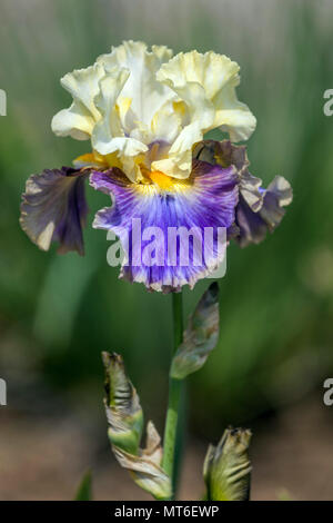 Grande fleur d'iris barbu Iris 'style Traveller' citron bleu fleur d'iris magnifique Portrait magnifique incroyable couleur pastel violet lavande Banque D'Images
