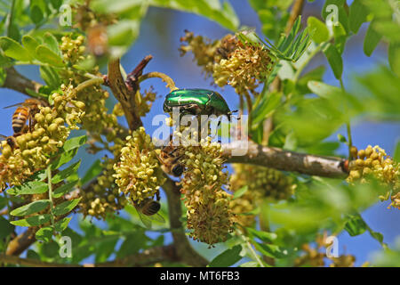 Chafer beetle rose Amérique Cetonia aurata se nourrissant d'un acacia avec du miel d'abeilles Apis mellifera au printemps en Italie Banque D'Images