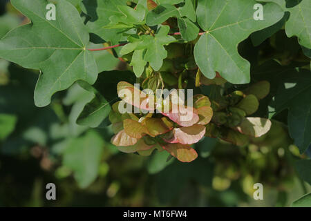 L'érable sycomore ou maturation graine très close up l'acer opalus ou pseudoplatanus variété d'érable au printemps italien Italie Banque D'Images