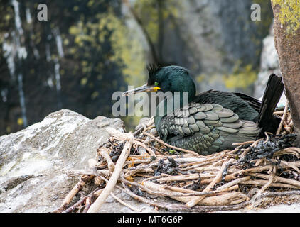 European Shag, commune ou Phalacrocorax aristotelis, assis sur le rebord de la falaise, à l'île de nidification des oiseaux de Mai Nature Reserve, Ecosse, Royaume-Uni Banque D'Images