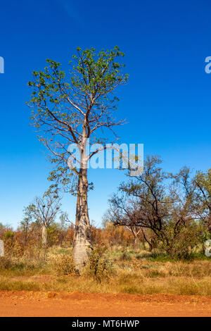 L'Adansonia gregorii un boab tree à côté de la Gibb River Road, Kimberley, WA, Australie. Banque D'Images