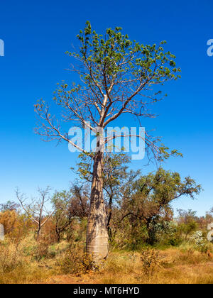 L'Adansonia gregorii un boab tree à côté de la Gibb River Road, Kimberley, WA, Australie. Banque D'Images