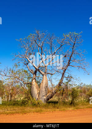 L'Adansonia gregorii un boab tree à côté de la Gibb River Road, Kimberley, WA, Australie. Banque D'Images