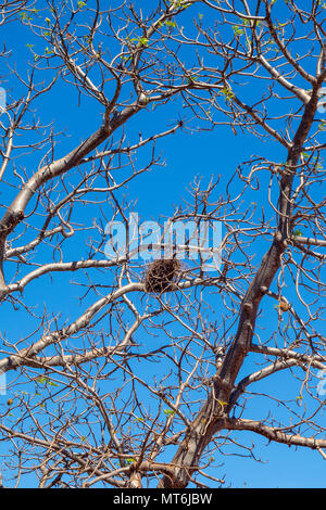 Un nid d'oiseau dans un boab tree Adansonia gregorii à côté de la Gibb River Road, Kimberley, WA, Australie. Banque D'Images