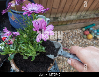Un jardinier jardinage occupé dans un jardin anglais Banque D'Images