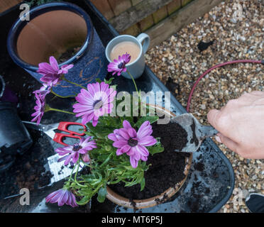 Un jardinier jardinage occupé dans un jardin anglais Banque D'Images