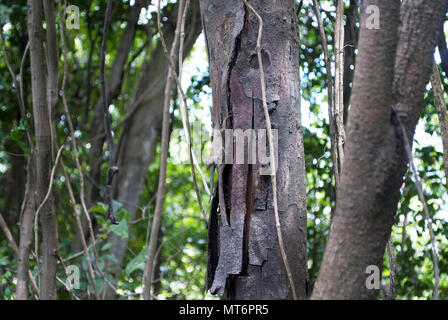 Un lézard trouve un accueil sur un Palo de Rosa, l'une des deux espèces en voie de disparition sur Fort Buchanan, financé par la Réserve de l'Armée de l'installation à proximité de San Juan, Puerto Rico. Le Palo de Rosa est nommé pour la teinte rouge de son coeur. (Photo de Heather Brown, Réserve de l'Armée de programmes de développement durable) Banque D'Images