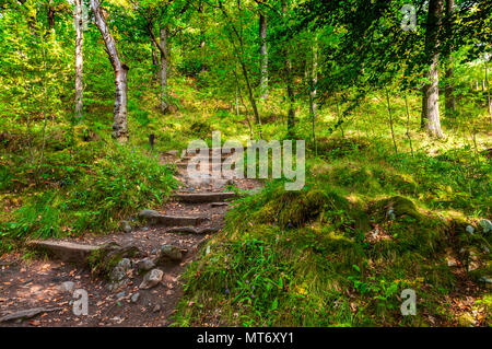 Soleil tombe à travers le feuillage vert des arbres à côté des étapes ascendantes, partiellement cacher de gros rochers, sur un chemin de terre à gorge Killicrankie Banque D'Images