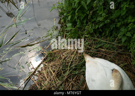 Swan adultes vu assis sur sa couvée par le côté d'une rivière. Détails de la prochaine grande en utilisant la paille et autres matériaux sont évidentes. Banque D'Images