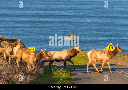 Le wapiti de Tule Bull et ses vaches qui traversent la route au Point Reyes National Seashore, California, United States Banque D'Images