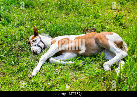 Nouveau-né blanc marron poulain couché dormir dans l'herbe verte Banque D'Images