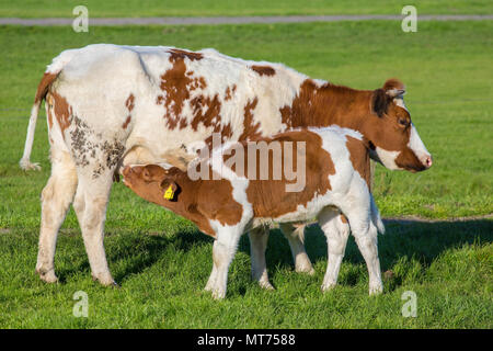 Brown avec white calf boire du lait de vache mère en pré vert Banque D'Images