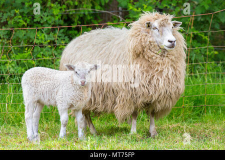 Mère Blanche brebis avec agneau nouveau-né dans la saison du printemps Banque D'Images