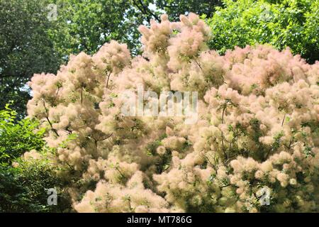 Fleurs de Prunus serrula rosâtre Banque D'Images