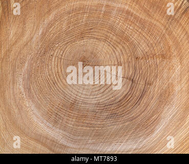 La texture des cernes d'un arbre Banque D'Images