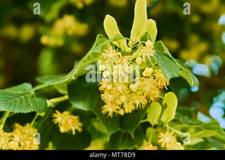 Linden fleurs sur un arbre par un beau jour d'été Banque D'Images