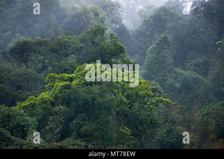 La Forêt Tropicale Atlantique primaire de l'État de São Paulo, le Brésil SE Banque D'Images