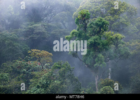 La Forêt Tropicale Atlantique primaire de l'État de São Paulo, le Brésil SE Banque D'Images