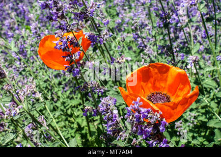 Red Papaver Poppy Flower Poppies Red Poppy fleurs mixtes Blue Garden Papaver Nepeta Blooming mélange Flowerbed Mixed Spring place en floraison Banque D'Images