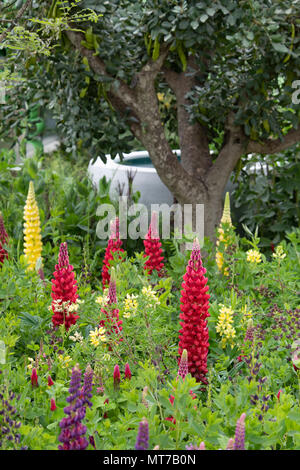 Lupinus 'Desert Sun', Lupinus 'Masterpiece' et Lupinus arboreus autour d'une circulaire Seedlip bien dans le jardin à l'RHS Chelsea Flower Show 2018, Lon Banque D'Images