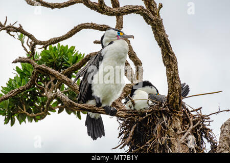 Pied Shag, Nouvelle-Zélande Banque D'Images