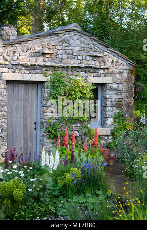 Lupinus 'Towering Inferno', Lupinus 'Polar Princess' et Lupinus 'Masterpiece' dans un style cottage jardin entourant une pierre bothy dans l'Bienvenue à Y Banque D'Images