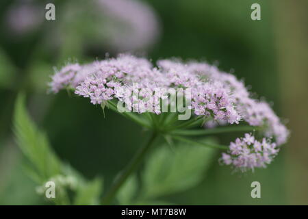 Chaerophyllum hirsutum 'Roseum' Banque D'Images