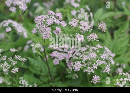 Chaerophyllum hirsutum 'Roseum' Banque D'Images