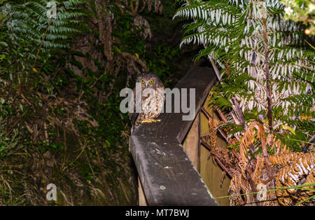 Morepork Tiritiri Matangi Island, Nouvelle-Zélande, Banque D'Images