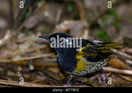 Tiritiri Matangi Island, Stitchbird, Nouvelle-Zélande Banque D'Images