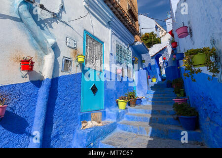 Rue bleue avec des pots de couleur à Chefchaouen Banque D'Images