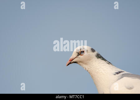 Gros plan d'un pigeon de course montrant les détails de sa tête, de son bec et de son cou. Vu contre un ciel clair, à l'extérieur de son pigeon. Banque D'Images
