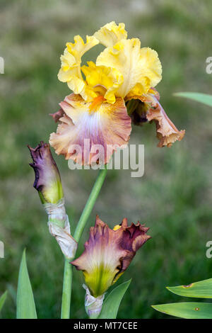 Grand iris barbu fleur portrait jaune crémeux 'High Chaparral' Banque D'Images