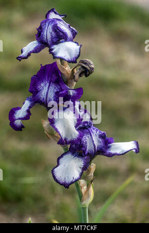 Tall bearded Iris ' Sortir ', les iris barbus, Iris fleur bleu Banque D'Images