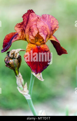 Grand Iris barbu 'Pecot' Rouge Iris fleur portrait Banque D'Images