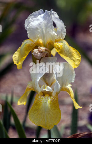 Grand Iris barbu ' Pinnacle ', iris barbu, fleur jaune iris grandes fleurs Banque D'Images