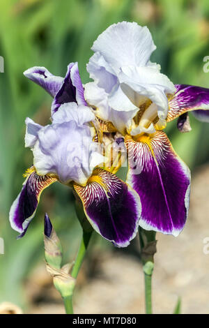 Grand iris barbu 'Espada', iris barbu blanc violet foncé Banque D'Images