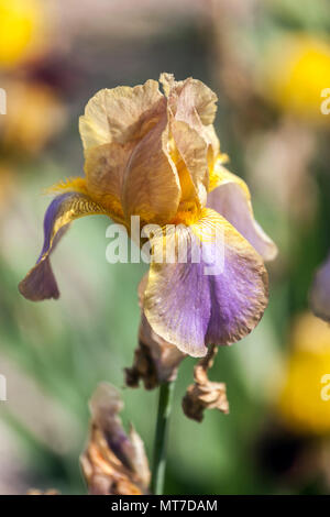 Grande fleur de l'iris pastel « Evolution » à barbe Banque D'Images