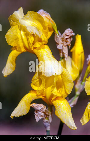 Jaune Haut fleur à iris barbu 'Pluie d'Or' fleurs jaunes Banque D'Images