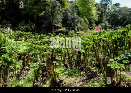 Gunnera manicata montrant une nouvelle croissance dans le sous-tropicales Trebah Garden à Cornwall UK. Banque D'Images