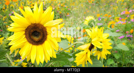 Tournesol et fleurs sauvages Banque D'Images