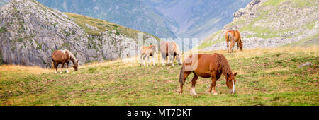 Troupeau de chevaux qui broutent près de Pourtalet col, vallée d'Ossau dans les Pyrénées, France Banque D'Images