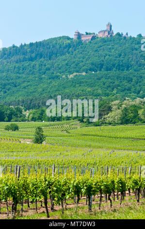Paysage de vignes et près de château du Haut-Koenigsbourg, Alsace, France Banque D'Images