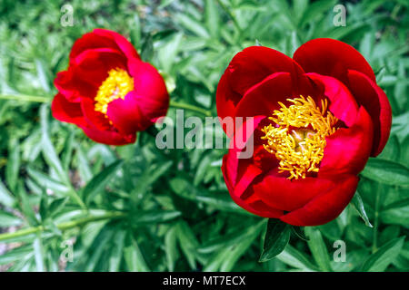 Paeonia lactiflora ' ' Chevalier, Rouge pivoine, de pivoines Banque D'Images