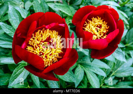 La pivoine rouge, Paeonia lactiflora ' ' Favorita, Pivoines Banque D'Images