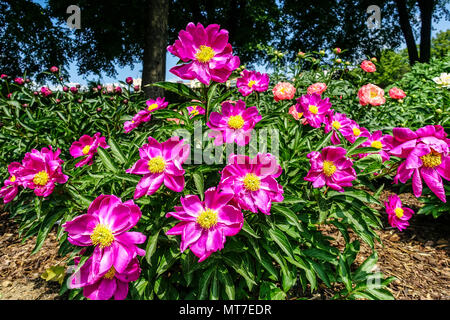 Paeonia lactiflora ' Birmanie minuit ', Rouge pivoine, de pivoines Banque D'Images