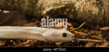 Pantherophis obsoleta / serpent Rat Banque D'Images