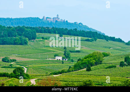 Paysage de vignes et près de château du Haut-Koenigsbourg, Alsace, France Banque D'Images
