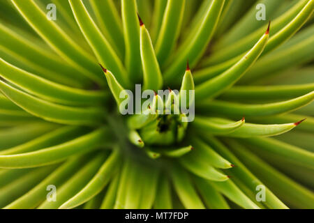 Les feuilles d'Agave stricta, selective focus, vert couleurs ,effet abstrait Banque D'Images